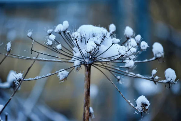 Flor de neve — Fotografia de Stock