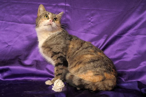 Трёхцветная кошка — стоковое фото
