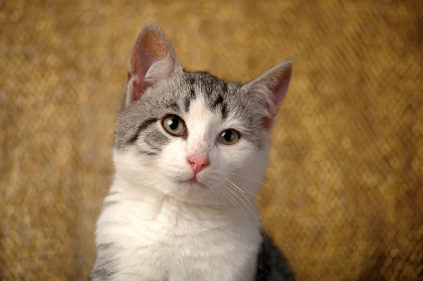 Branco com cinza gatinho mestiço Briton — Fotografia de Stock