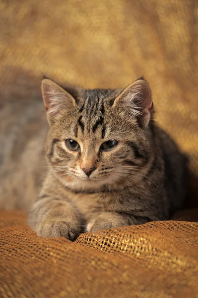Tabby gato británico —  Fotos de Stock