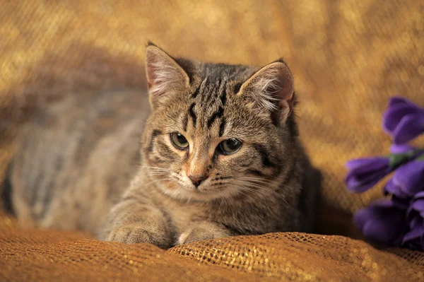 Tabby gato británico —  Fotos de Stock
