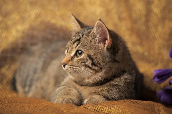 Полосатый британский Кот — стоковое фото