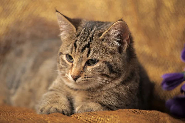 Γάτα Τάμπι βρετανική — Φωτογραφία Αρχείου