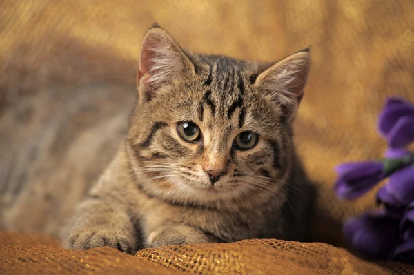 İngiliz tekir kedi — Stok fotoğraf