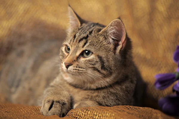 Полосатый британский Кот — стоковое фото