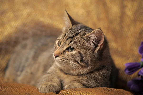 stock image Tabby British Cat