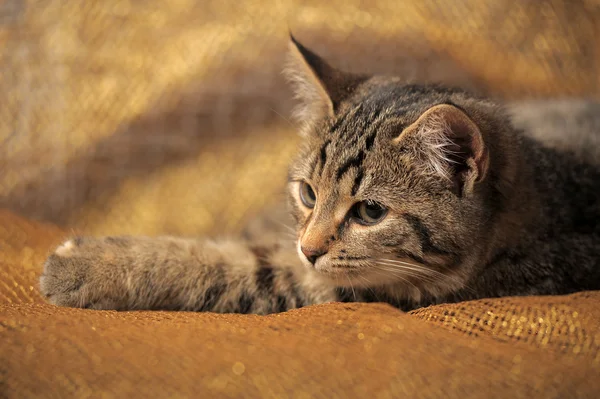 Таббі британський кіт — стокове фото