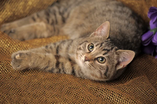 Кіт таббі виглядає з інтересом — стокове фото