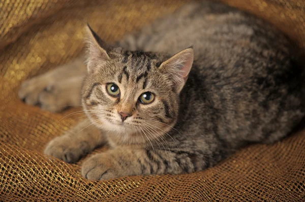 Mourovatá britská kočka — Stock fotografie