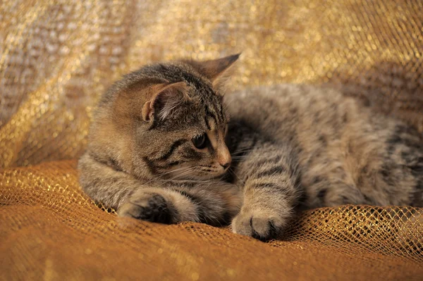 İngiliz tekir kedi — Stok fotoğraf