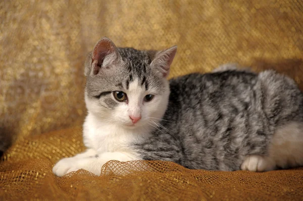 Beyaz ile gri kedicik melez briton — Stockfoto