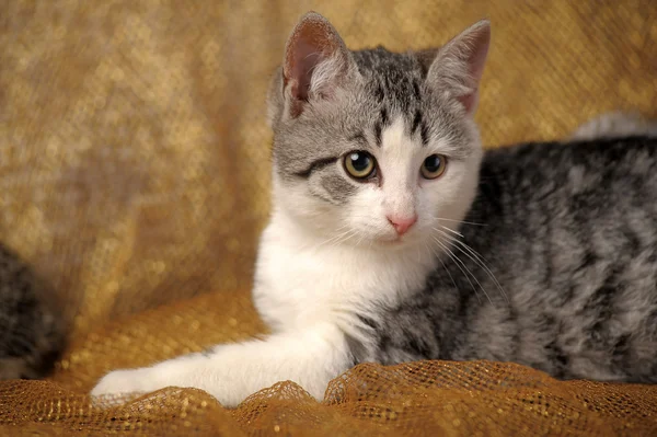 White with gray kitten half-breed Briton — Stock Photo, Image