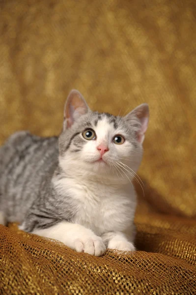 Branco com cinza gatinho mestiço Briton — Fotografia de Stock