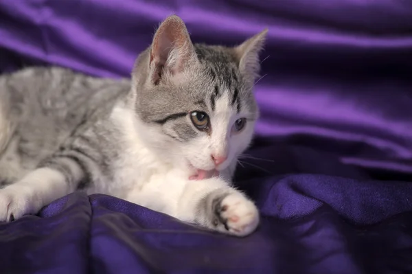 Vit med grå kattunge halvblods Britt — Stockfoto
