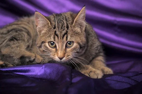 줄무늬 영국 고양이 — 스톡 사진