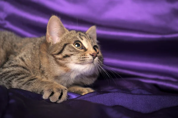 관심을 보이는 줄무늬 고양이 — 스톡 사진