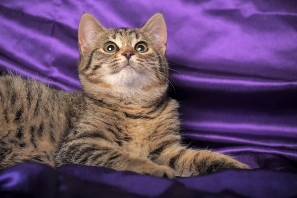 Таббі британський кіт — стокове фото