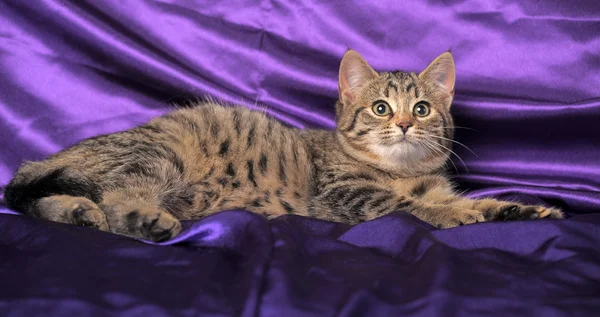 Tabby British Cat — Stock Photo, Image