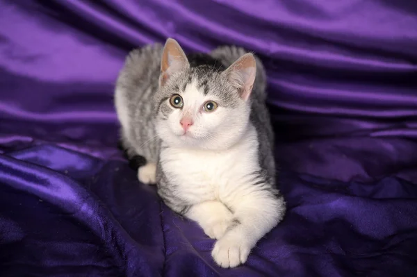 Білого кольору з сірими кошеня Метис британець — стокове фото