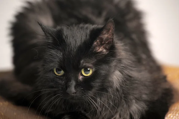 Velké chlupaté černá kočka — Stock fotografie