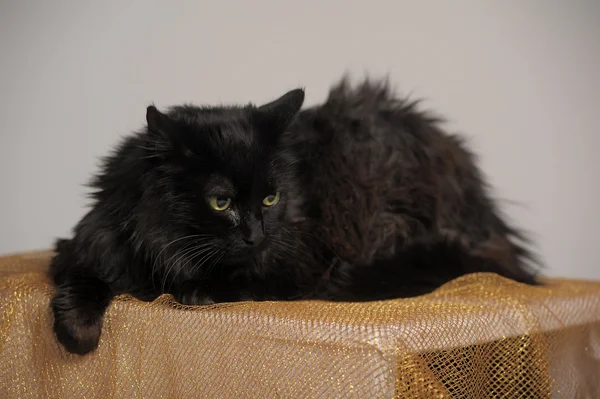 Большая пушистая чёрная кошка — стоковое фото