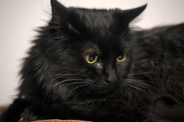 Grande gato preto fofo — Fotografia de Stock