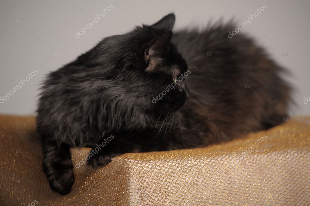 Büyük kabarık siyah kedi Stok fotoğrafçılık ©evdoha Telifsiz resim