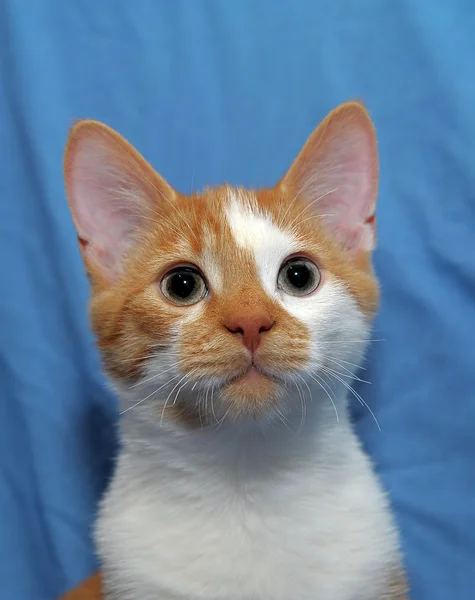 레드 & 화이트 고양이 — 스톡 사진