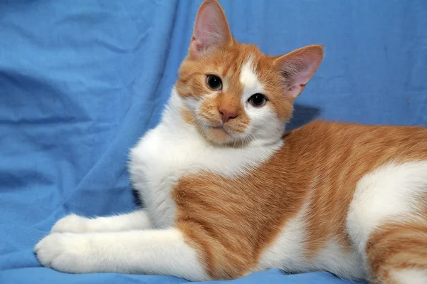 Red & white cat — Stock Photo, Image