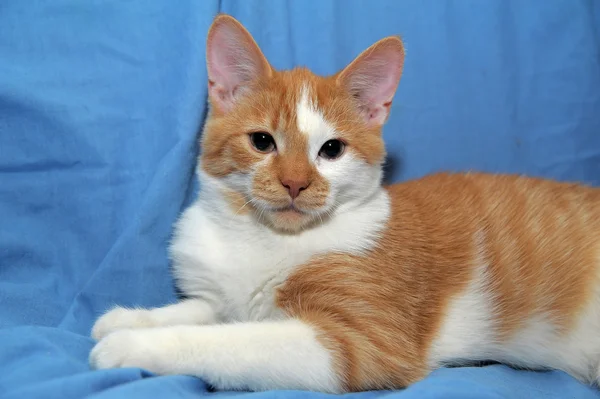 Red & white cat — Stock Photo, Image