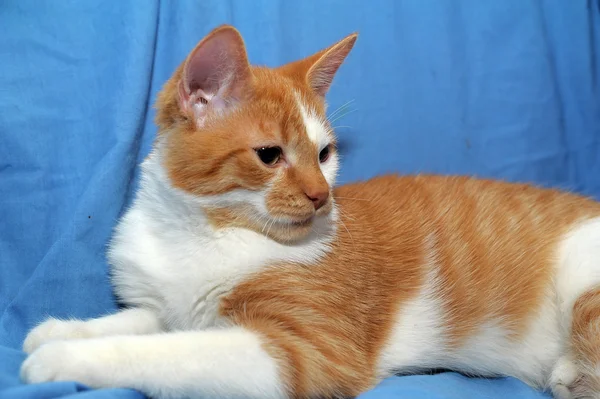 레드 & 화이트 고양이 — 스톡 사진