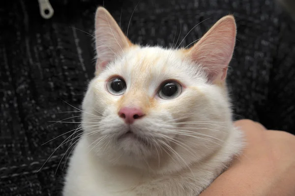 stock image Thai cat in her arms