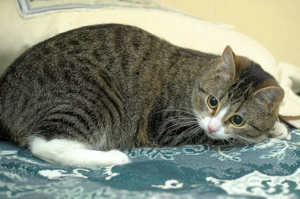 Ριγέ γάτα στον καναπέ — Φωτογραφία Αρχείου