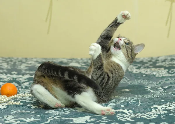 stock image Striped cat playing