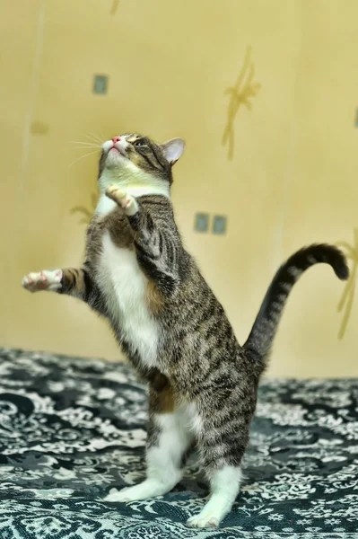 Смугастий кішка гра — стокове фото