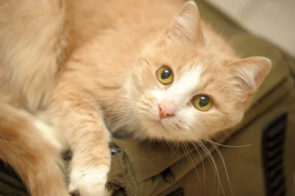 stock image Portrait of an young red white cat