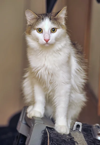 stock image White and gray domestic cat