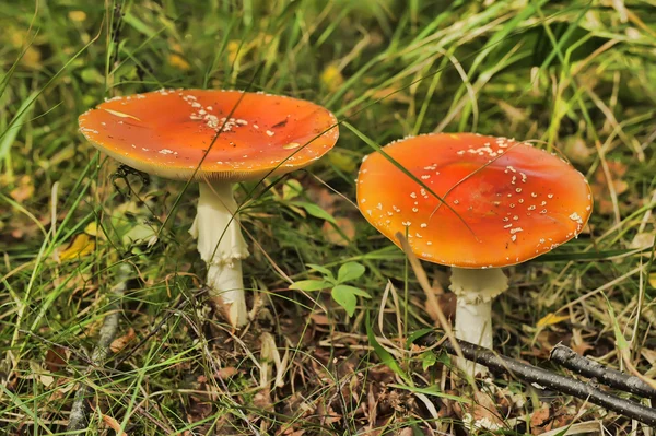 Red Amanita in the woods — Stock Photo, Image