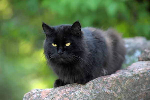 Schwarze Katze — Stockfoto