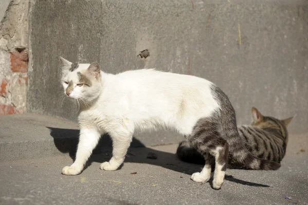 길 잃은 고양이 — 스톡 사진