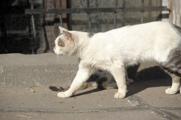 stock image Stray cat