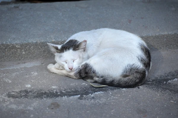 stock image Stray cat