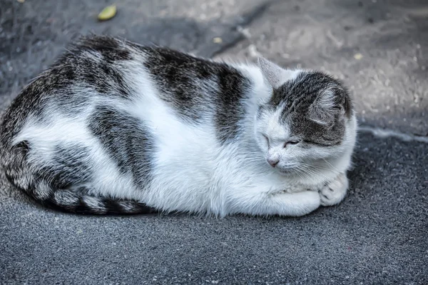 Gato callejero — Foto de Stock