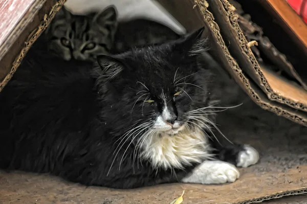 stock image Stray cat