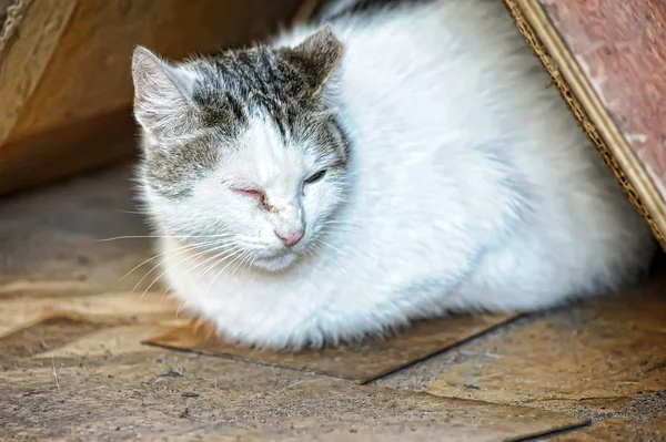 stock image Stray cat