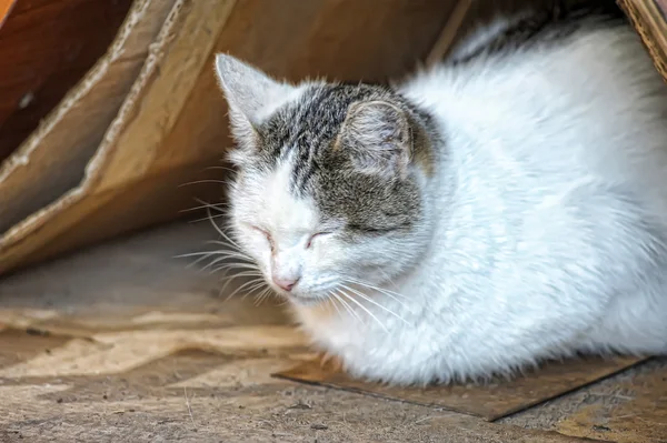 stock image Stray cat