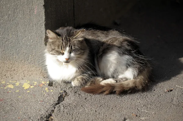 Бездомну кішку — стокове фото