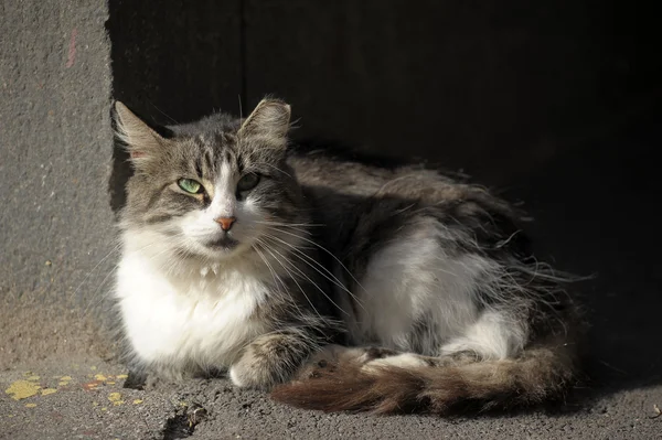 stock image Stray cat