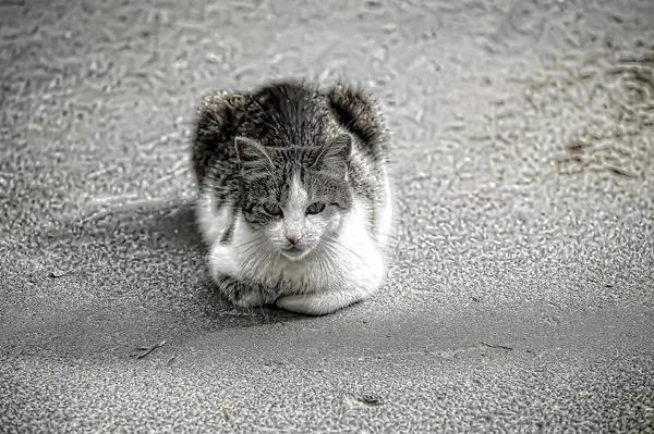Evsiz kedi — Stok fotoğraf