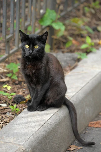 Chat noir dans la rue — Photo
